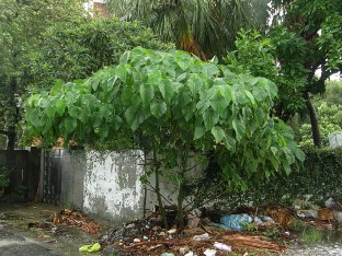 Kolusin sateessa jopa l�hist�n kujat, kun en p��ssyt kasvitieteelliselle. T�ss� roskien seassa kasvava Catalpa.
I probed in the rain even the nearby alleys as I could not get into the botanical. Here is a  Catalpa growing among trash.