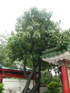 Platanus sp.