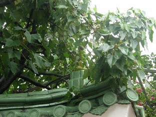 Platanus sp.