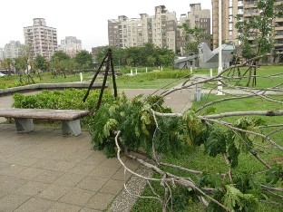 Pieni tuettu puu oli kaatunut myrskyss�.
A small tree had fallen in the storm.