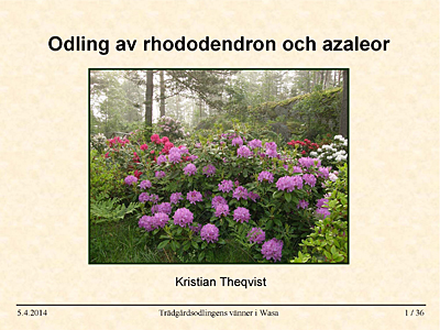Odling av rododendron och azaleor