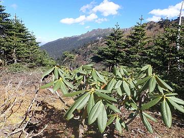 PB020713_1024px Rhododendron beesianum , 3845 m