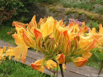 'Golden Lights' azalea.