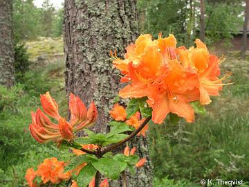 'Mandarin Lights' azalea.