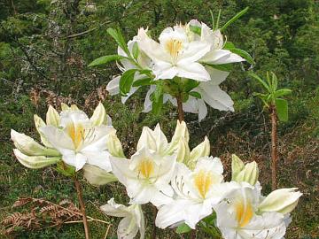'Schneegold' azalea.