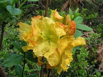'Sunte Nectarine' azalea.