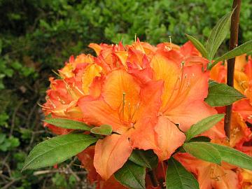 'Aprikot' azalea.