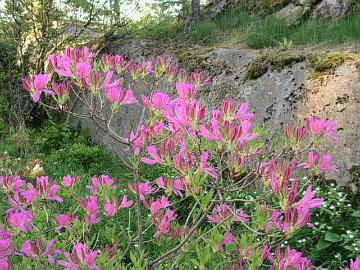 P6136155_kevatatsalea x fraseri ( canadense x molle ssp. japonicum ) is a hardy azalea in Finland.