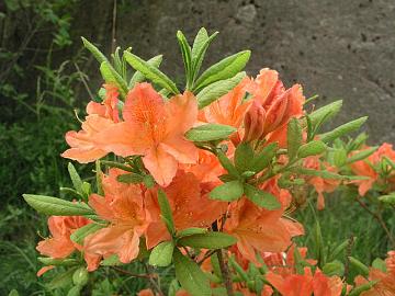 R. molle ssp. japonicum azalea, salmon red form.