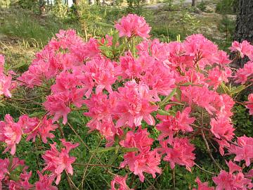 'Rosy Lights' azalea.