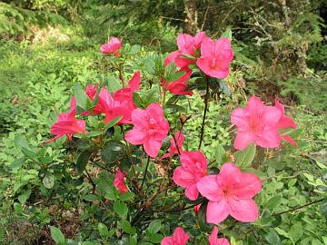'Purpurkissen'  japanese azalea.