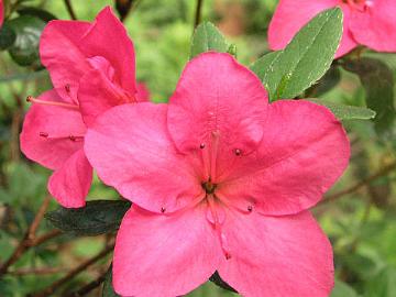 'Purpurkissen'  japanese azalea.