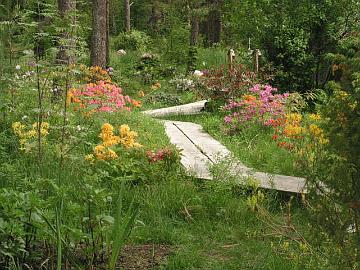 Wooden causeways guide the walking in the garden.  This helps in protecting the natural ground covering plants.