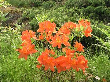 R. molle ssp. japonicum azalea, orange form.