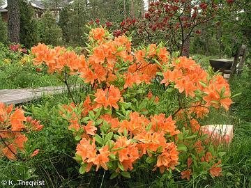 R. molle ssp. japonicum azalea, salmon red form.