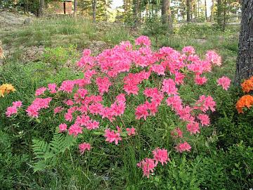 'Rosy Lights' on Minnesotassa risteytetty revontuliatsalea ja se on eritt�in talvenkest�v�.
'Rosy Lights' atsalean v�itet��n kest�v�n jopa -43�C.