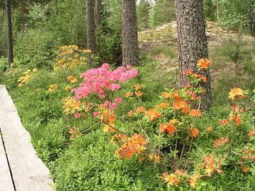'Mandarin Lights', 'Rosy Lights' ja 'Golden Lights' atsaleat mustikanvarpujen joukossa.