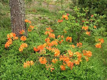 Ostin v. 2002 'Mandarin Lights' atsalean Rhodo-kerhon yhteisostoon osallistumalla. Tulokev��n� se k�rsi kev�thallasta, koska Saksasta juuri tulleena se oli l�htenyt liian aikaisin kasvuun. Sen j�lkeen se on kukkinut luotettavasti ongelmitta mustikkam�tt��n keskell� istutettuna. 'Mandarin Lights' on Minnesotassa risteytetty atsalea [calendulaceum x Knap Hill azalea 'Orangeade'] ja sille luvataan pakkaskest�vyytt� per�ti -36�C!