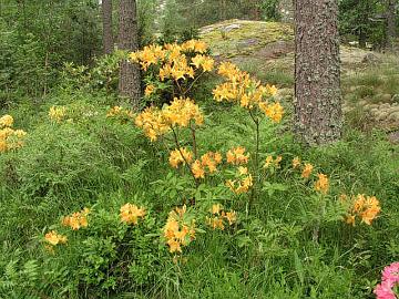 'Golden Lights' atsalean ostin Rhodo-kerhon yhteisostoon osallistumalla Hachmannilta v. 2001. Kasvutapa on ollut jonkin verran harottava, mutta nyt n�ytt�isi uutta tuuheuttavaa kasvua tulevan alhaalta. 'Golden Lights' on eritt�in talvenkest�v�, pakkaskesto -37�C.