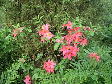 'Apple Blossom'  on Mollis atsalea, jonka perim�� ei tarkemmin tunneta (K. Wezelenburg & Son, 1958).
L�ysin atsalean Muhevaiselta v. 2004.