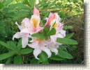 'Pink and Sweet' on my�h��n, hein�kuun puolelle kukintansa venytt�v� atsalea. Risteytys on [(R. bakeri x viscosum) x R. arborescens] ja risteytt�j�n� on ollut Ed Mezitt (Weston Nurseries, Massachusetts). Atsalea on aika kest�v�, -29�C. Hankin atsalean Gullmarsfjordenin taimistolta Ruotsista v. 2004 siell� k�ydess�ni. Kuvassa nuput ovat avautumassa kukintaan 27.6.2005.