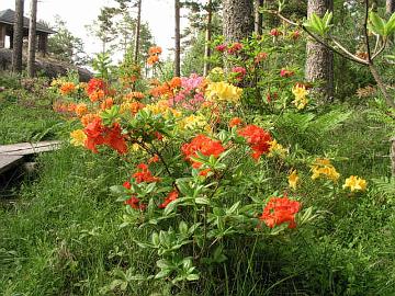 V�rien kirjoa ovat luomassa mm. atsaleat 'Gibraltar', 'Goldtopas', 'Mandarin Lights', 'Homebush', 'Golden Lights' ja 'Rosy Lights'.