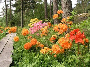 V�rikirjoa luomassa ovat etualalta lukien atsaleat 'Feuerwerk', 'Mandarin Lights', 'Rosy Lights' ja 'Golden Lights'.