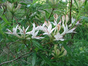 'Weston's Innocense'  on melko kest�v� Mezittin risteytys arborescens x viscosum.
Se kukkii valkoisin kukin aika my�h��n, kes�- hein�kuun vaihteessa.