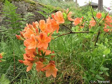 Japaninatsalea R. molle ssp. japonicum, lohenpunainen Karimaalta.
Osa nupuista on viel� aukeamatta kukintaan.