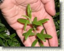 R. tomentosum x R. fastigiatum plant ID #07
Leaves resemble more fastigiatum than tomentosum