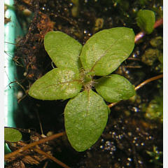 tomentosum x cinnabarinum 15