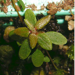 tomentosum x cinnabarinum 7