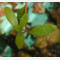 tomentosum x groenlandicum 4