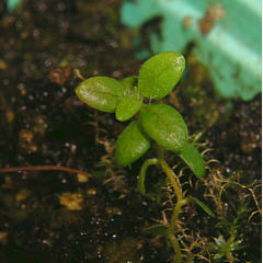 tomentosum x groenlandicum 9
