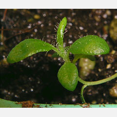 tomentosum x groenlandicum 6
