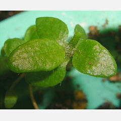 tomentosum x groenlandicum 14