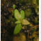 tomentosum x hippophaeoides 2