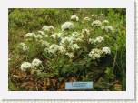 P6200121_groenlandicum * R. groenlandicum
Lnnenpursu * 640 x 448 * (109KB)