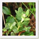 P8077206_lapponicum_NF_nuppu * R. lapponicum
Lapinalppiruusun  nuppu / Flower bud * 548 x 551 * (65KB)