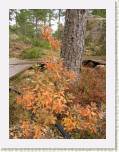 PA131410_hippophaeoides * R. hippophaeoides
Syysvreiss / Autumn colors * 413 x 551 * (91KB)