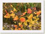 PA244096_dauricum_syysvareissa * R. dauricum
Dahurianalppiruusu  syysvreiss / Autumn colors * 640 x 448 * (64KB)