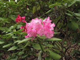IMG_4786_orbiculare_Nymans Rhododendron orbiculare