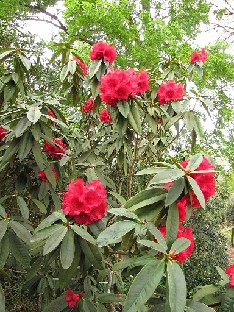 IMG_4831_Taurus_Nymans Rhododendron 'Taurus'