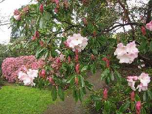 IMG_4244_King_George_Savill_Gardens Rhododendron 'Loderi King George'