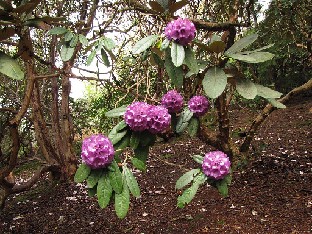 IMG_4656_niveum_Wakehurst_Place Rhododendron niveum