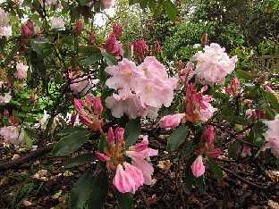 IMG_4573_Loderi_Wisley Rhododendron Loderi Group
