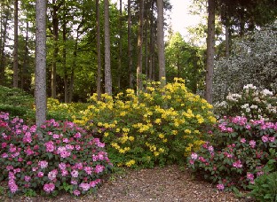 P5228769_Bruns_Rhododendron_Park Forest garden