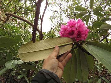 IMG_2075_Rhododendron_hodgsonii_Yumthang_3500m_160511 Rhododendron hodgsonii , Yumthang Valley 3500 m