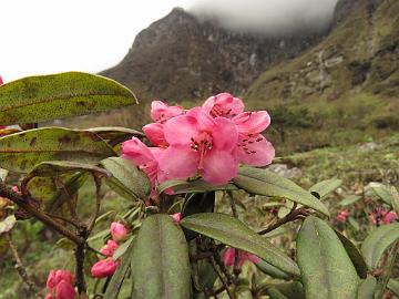 IMG_2110_Rhododendron_glaucophyllum_Yumthang_3400m_160511 Rhododendron glaucophyllum , Yumthang Valley 3400 m