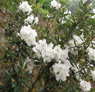 IMG_1204_Rhododendron_aberconwayi Rhododendron aberconwayi